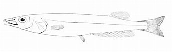 Image result for Conocara macropterum Familie. Size: 345 x 105. Source: de-academic.com