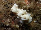 Image result for Leucandra losangelensis. Size: 140 x 105. Source: www.inaturalist.org