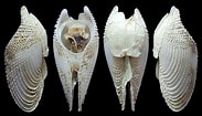 "pholas Dactylus" に対する画像結果.サイズ: 183 x 105。ソース: www.idscaro.net