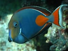 Image result for Tang Fish Species. Size: 139 x 105. Source: a-z-animals.com