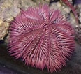 Image result for Pink Pincushion Urchin. Size: 116 x 106. Source: saltybottomreefcompany.com