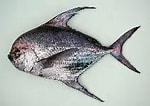 Afbeeldingsresultaten voor "taractichthys Longipinnis". Grootte: 150 x 106. Bron: www.fishbase.se