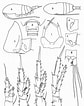 Image result for "paracalanus Quasimodo". Size: 84 x 106. Source: copepodes.obs-banyuls.fr