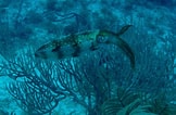 Image result for Squid Coral Reef. Size: 162 x 106. Source: underpressure-spurdog.blogspot.com