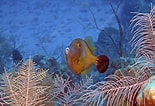 Image result for "cantherhines Macrocerus". Size: 155 x 106. Source: www.sciencephoto.com