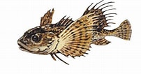 Image result for Fourhorn Sculpin. Size: 202 x 106. Source: flickr.com