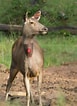 Image result for Red deer Female. Size: 77 x 106. Source: www.pexels.com