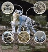 Bildergebnis für Snow Leopard Anatomy. Größe: 97 x 106. Quelle: allaboutgalaxy.weebly.com