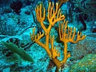 Image result for Fire corals. Size: 141 x 106. Source: diveadvisor.com