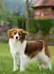 Image result for Kooikerhondje. Size: 77 x 106. Source: www.thekennelclub.org.uk