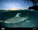 Afbeeldingsresultaten voor "carcharhinus Wheeleri". Grootte: 134 x 106. Bron: www.alamy.com