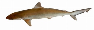 Image result for "rhizoprionodon Oligolinx". Size: 332 x 106. Source: shark-references.com