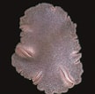 Image result for plakdiertjes. Size: 108 x 106. Source: www.oum.ox.ac.uk