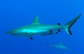 Afbeeldingsresultaten voor "carcharhinus Amblyrhynchoides". Grootte: 166 x 106. Bron: fishesofaustralia.net.au
