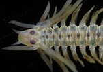 Image result for "phyllodoce Laminosa". Size: 151 x 106. Source: www.aphotomarine.com