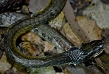 Image result for Dendrelaphis punctulatus Feiten. Size: 155 x 106. Source: www.flickr.com