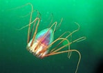 Image result for Periphylla Periphylla Stam. Size: 149 x 106. Source: www.seawater.no