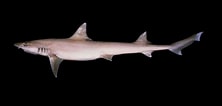 Image result for "mustelus Mosis". Size: 222 x 106. Source: fishbiosystem.ru