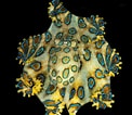 Image result for "malmgrenia Lunulata". Size: 122 x 106. Source: lunulatallc.com