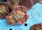 Image result for "ibacus Ciliatus". Size: 145 x 106. Source: www.youtube.com