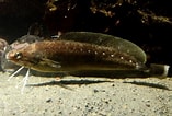 Image result for "urophycis Tenuis". Size: 157 x 106. Source: www.worldlifeexpectancy.com