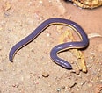 Afbeeldingsresultaten voor Apoda Amphibians. Grootte: 116 x 106. Bron: www.monaconatureencyclopedia.com