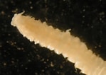 Afbeeldingsresultaten voor "spiophanes Bombyx". Grootte: 149 x 106. Bron: www.marlin.ac.uk