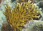 Image result for Fire Coral Species. Size: 147 x 106. Source: www.flickr.com