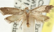 Image result for "aega Monophthalma". Size: 175 x 106. Source: lepidoptera.butterflyhouse.com.au