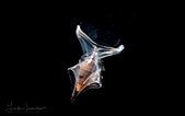 Image result for "cavolinia inflexa Imitans". Size: 169 x 106. Source: lindaiphotography.com