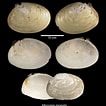 Image result for "macoma Calcarea". Size: 106 x 106. Source: alchetron.com