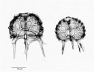 Afbeeldingsresultaten voor "triceraspyris Antarctica". Grootte: 138 x 106. Bron: www.mikroskopie-forum.de