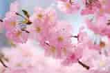 Kuvatulos haulle Cherry Blossom. Koko: 159 x 106. Lähde: wallpaperaccess.com