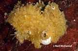 Image result for Hymedesmiidae. Size: 161 x 106. Source: www.pacificsponges.ca