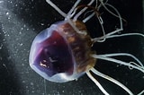 Afbeeldingsresultaten voor Helmet Jellyfish. Grootte: 160 x 106. Bron: www.reddit.com