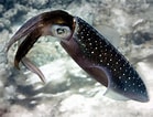 Image result for Squid Coral Reef. Size: 139 x 106. Source: otlibrary.com