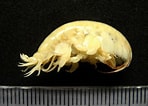 Image result for "ampelisca Macrocephala". Size: 148 x 106. Source: peracarida.wordpress.com