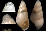 Afbeeldingsresultaten voor "odostomia Plicata". Grootte: 156 x 106. Bron: www.shellauction.net