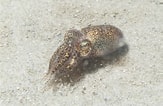 Image result for Sepiolidae Feiten. Size: 163 x 106. Source: waarneming.nl