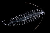 Image result for "tomopteris Septentrionalis". Size: 161 x 106. Source: zooplankton.nl