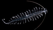 Image result for "tomopteris Euchaeta". Size: 182 x 106. Source: zooplankton.nl