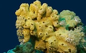 Image result for "rissoa Porifera". Size: 171 x 106. Source: www.animalsworlds.com