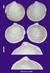 Image result for "thyasira Gouldi". Size: 72 x 106. Source: www.ne.jp