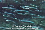 Image result for "spratelloides Delicatulus". Size: 159 x 106. Source: www.marinelifephotography.com
