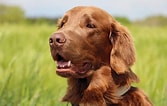 Image result for Flat Coated Retriever. Size: 167 x 106. Source: www.dailypaws.com
