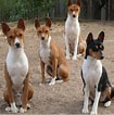 Image result for Basenji Hund. Size: 105 x 106. Source: animalsbreeds.com
