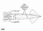 Afbeeldingsresultaten voor Eucleoteuthis luminosa Stam. Grootte: 144 x 106. Bron: www.sealifebase.ca