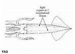 Afbeeldingsresultaten voor "eucleoteuthis Luminosa". Grootte: 148 x 106. Bron: www.sealifebase.ca