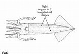 Afbeeldingsresultaten voor Eucleoteuthis luminosa. Grootte: 156 x 106. Bron: www.sealifebase.ca