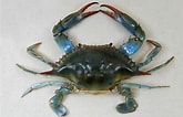 Image result for "callinectes Sapidus". Size: 165 x 106. Source: en.wikipedia.org